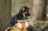 BERGER ALLEMAND 1052